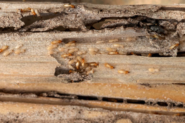 Best Best Pest Control Companies  in Daisetta, TX